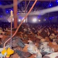 فروش نیمچه مرغ و خروس گلپایگانی اصلاح