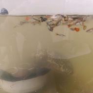 ماهی گوپی ماهی کپی