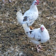 2 عدد نیمچه خروس گلین