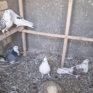 کبو ترپرش سنگین