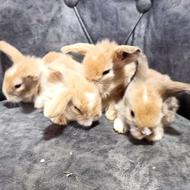 خرگوش لوپ 35 روزه