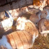 خرگوش لوپ بالغ نرو ماده حامله