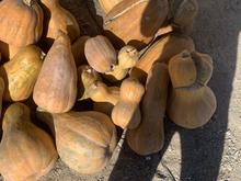 کدو مخصوص دام در شیپور