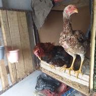 یک جفت مرغ خروس لاری نژاد دار