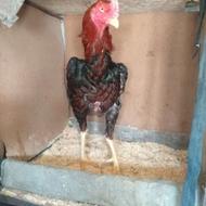 یک جفت مرغ خروس لاری نژاد دار