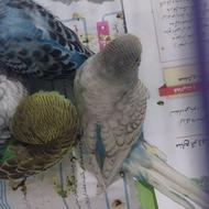 2تامرغ عشق برای فروش (فقط آبی و سفید)