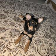 شیواوا اصیل واگزاری