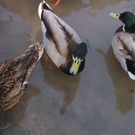 مرغابی اصل رام شده