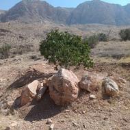 انجیر اباریک