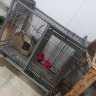 قفس آهنی مخصوص حیوانات