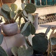 کاکتوس اپونتیا