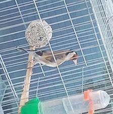 سهره 2 ساله خوش استایل کردستان