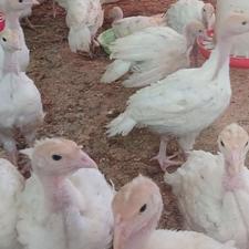 جوجه بوقلمون بیوتی 6