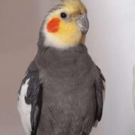 شیطون و دستی نر بالغ