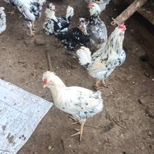 مرغ و خروس گلین لری پنگوعنی