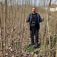 فروش صنوبر اصلاح شده سریع الرشد