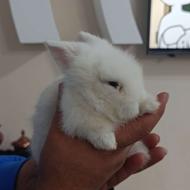 توله خرگوش لوپ یا لپ