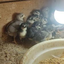 جوجه مرغ گلین سوزنی