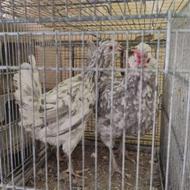 مرغ گلین طوسی