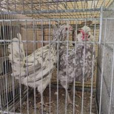 مرغ گلین طوسی