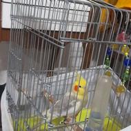 عروس هلندی سخنگودستی