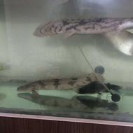 فروش ماهی پولی بزرگ