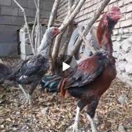 لاری‌معاوضه با‌سگ‌ژرمن‌یا‌سرابی