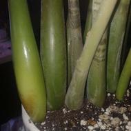 زامفولیا بلک