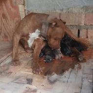 توله سگ پیتبول واگذاری