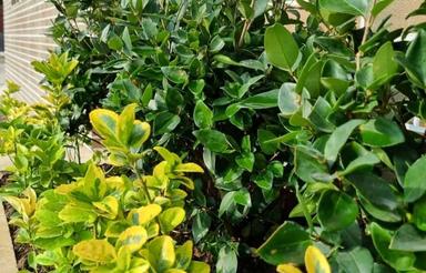 اجاره سوئیت و ویلا