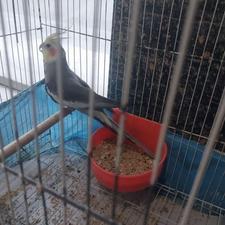 فروش طوطی عروس نر بالغ