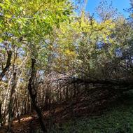 فروش 200 متر زمین زیر قیمت در کارمزد سوادکوه زیبا