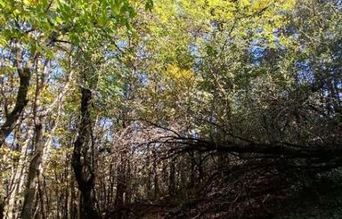 فروش 200 متر زمین زیر قیمت در کارمزد سوادکوه زیبا