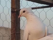 کبوتر پرشی گرو جوجه وکهنه در شیپور