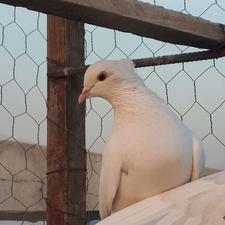 کبوتر پرشی گرو جوجه وکهنه