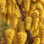 فروش نهال اصلاح شده