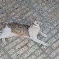 واگذاری گربه دی اچ اس یک سال و نیم