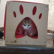 جای خواب گربه