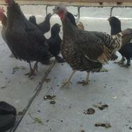 بوقلمون و مرغ مرندی