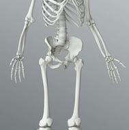 اسکلت انسان پازلی