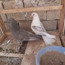 کبوتر کفتر 2