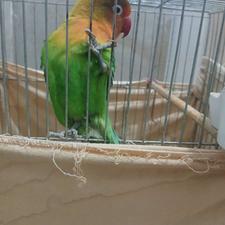 4عددطوطی 3عدددستی 1عددهم گرینچینگ