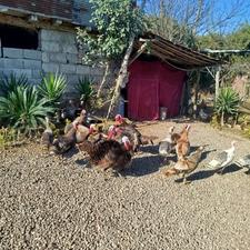 بقلمون نر و ماده