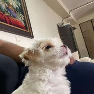 توله تریر نر واگذاری