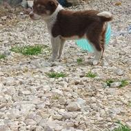 سگ پاکوتاه...