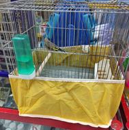 سهره قناری سهره کرمانی