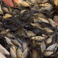 فروش انواع بچه ماهی