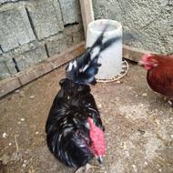 2 عدد خروس گلین مشکی و طوسی