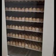 قبول تخم نطفه دار در دستگاه