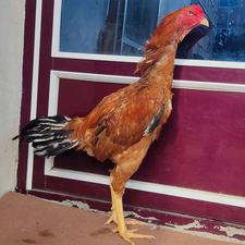 لاری مرغ و خروس